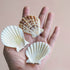 Creamy Beige and Brown Scallop Shells